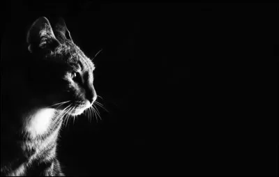 Lequel de ces mets les chat ne mangent-ils pas ?