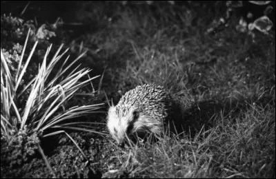 Combien de temps dure la gestation d'un hérisson ?