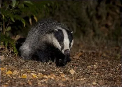 Le blaireau est...