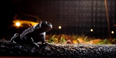 Vrai ou faux ? La femelle crapaud est plus grosse que le mâle.