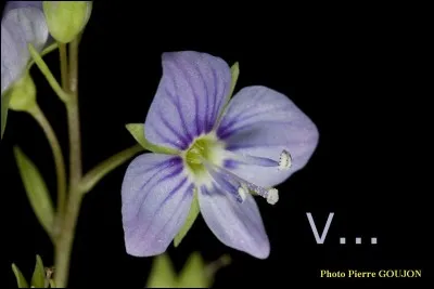 Son vrai prénom est celui de cette fleur, qui est-elle dans la série qui l'a rendue célèbre, et dans laquelle elle travaille avec Motta ?