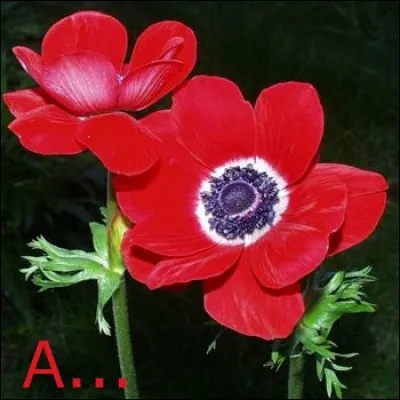 Actrice connue, elle a pour prénom cette fleur :