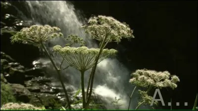 Quelle marquise avait cette fleur pour prénom ?