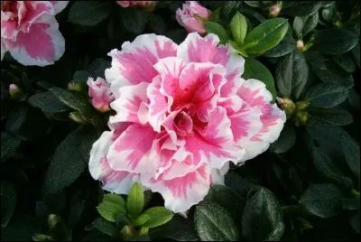 De la famille des rhododendrons, où la trouve-t-on ?