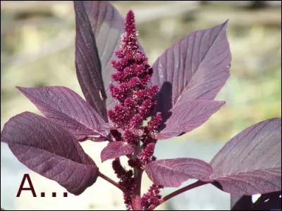 Quant à elle, on l'appelle aussi "queue de renard" son homonyme est une ville :