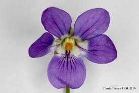 Quiz Fleurs
