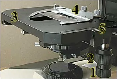 La platine et le valet permettent de positionner la lame à observer et la maintenir en place.