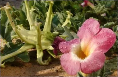 C'est la griffe du diable ou encore plante-grappin !