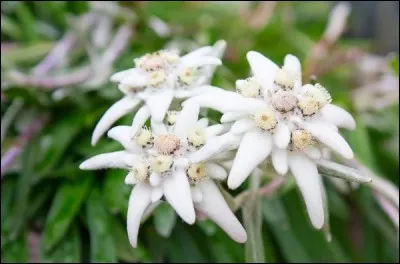 Qu'est le pied-de-lion ?