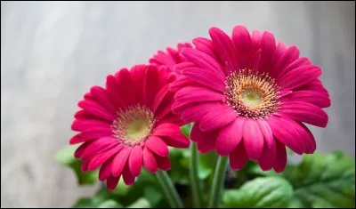 Quelle est cette fleur de la famille des Asteraceae ?
