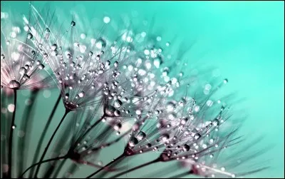 De quelle plante vivace viennent ces aigrettes délicatement perlées par la rosée ?