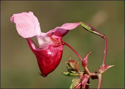 Un gros plan magnifie cette fleur, casquée mais si délicate, que l'on trouve dans les terrains humides des jardins, dans les anfractuosités de vieux escaliers aux pierres disjointes.