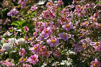Elles déclinent leurs couleurs en rose ou blanc, les ----- du Japon.