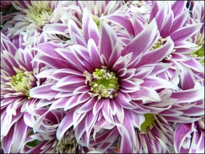 Subtiles nuances de pourpre pour les pétales bordés de blanc nacré.