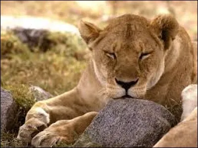 De quel animal ne faut-il pas se moquer avant d'avoir traversé la rivière ?