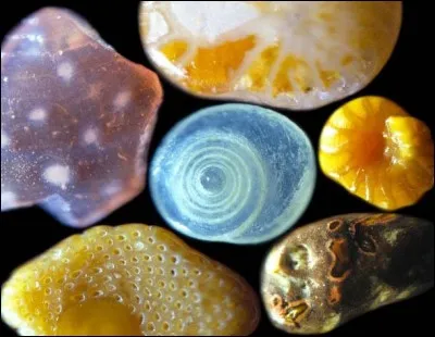 Quel est cet élément au microscope ?