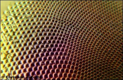 Quel est cet élément au microscope ?