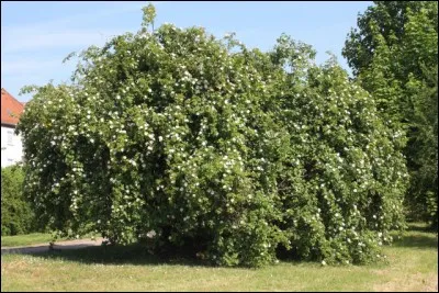 L'églantier a été maudit depuis que Judas s'y pendit. Quel surnom cette croyance a-t-elle valu à l'églantier ?