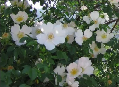 Vu son côté temporaire, quel message particulier est transmis par l'églantine si cette fleur pouvait parler ?