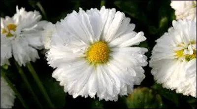 Quelle est cette fleur ?