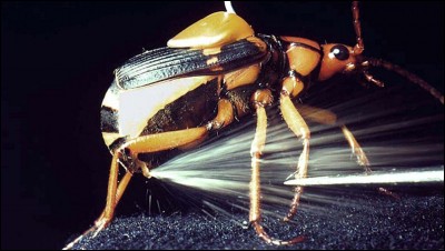 Quel est cet insecte "péteur" ?