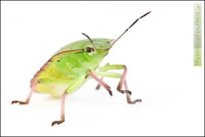 Quel insecte laisse une odeur malodorante pour se défendre ?