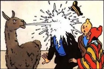 Le lama crache-t-il vraiment ?