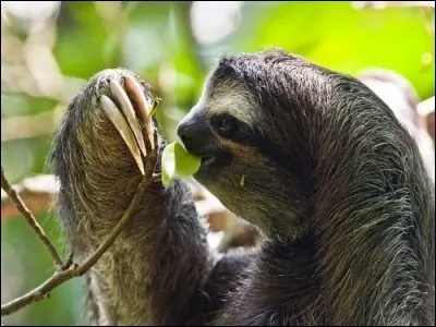 À quoi est due la couleur du pelage du paresseux ?