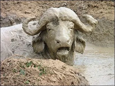 Pourquoi certains animaux se roulent-ils dans la boue ?