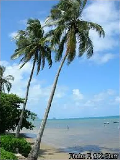 Par quel animal les cocotiers sont-ils détruits ?