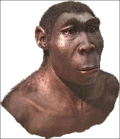 Homo erectus a vécu avant Homo habilis.