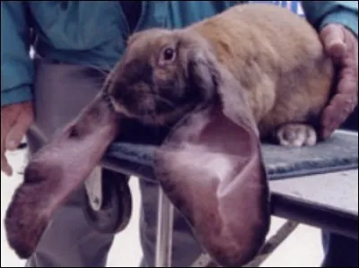 Quelle est la taille des oreilles de Nipper's Geronimo, un lapin bélier ?