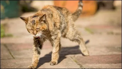 Quel âge avait la plus vieille chatte au monde ?