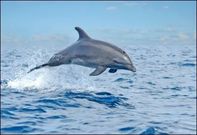 C'est un mammif&egrave;re marin qui aime s'amuser avec les hommes. Qui est-il ?