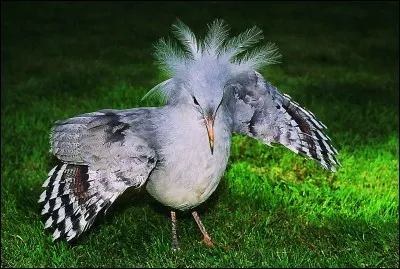 Quel est cet oiseau ?Indice : c'est l'embl&egrave;me d'un pays.