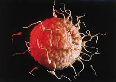 Complétez : __ ovule.