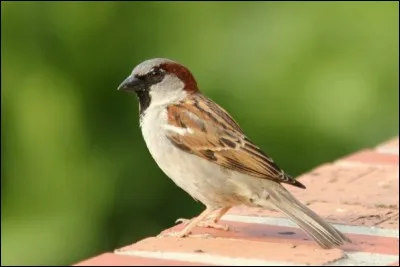 Quel est ce passereau granivore qui, malgré ce que l'on pourrait penser, s'est beaucoup raréfié ces dernières années ?