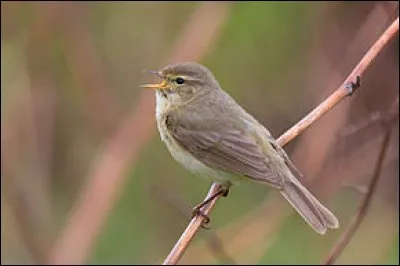 Quel est ce pouillot, appelé "chiff-chaff" en anglais, à cause de son chant ?