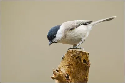 Quelle est cette mésange qui pousse un cri très particulier : "pitchou" ?