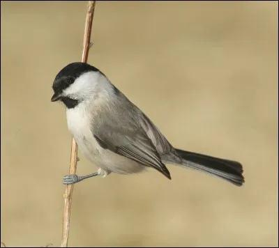 Cette mésange a, par rapport à la précédente, une bavette plus large et une plage alaire claire caractéristiques. C'est...