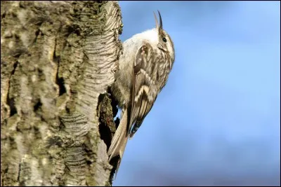 Ce grimpereau est beaucoup plus commun que le précédent. C'est...