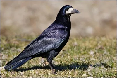 Quel est ce corvidé que l'on trouve principalement dans les champs ?
