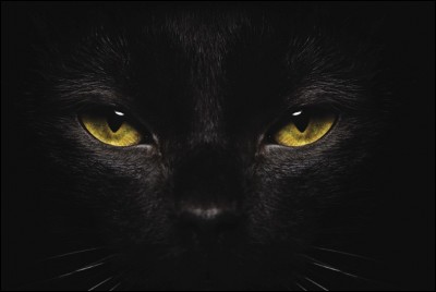 Quand nous croisons un chat noir, cela nous porte ...