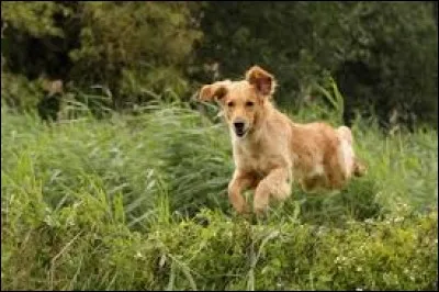 Puis, il entendit un bruit dans les buissons. Il se retourna et vit (...), le chien du capitaine.