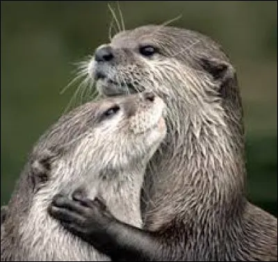 Quels animaux partageaient leur milieu de vie (habitat) avec les loutres ?