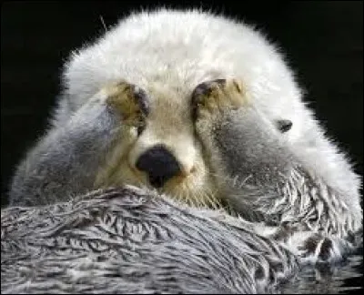 Jusqu'à quel âge les bébés loutres restent-ils avec leur mère ?