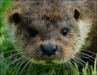 Que mangent les loutres ?