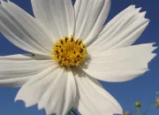 Quiz Quiz'en fleurs N°2