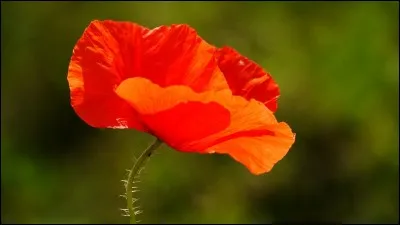 Des pétales de soie froissée pour une tenue des plus exquises.