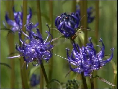 On la nomme aussi raiponce.